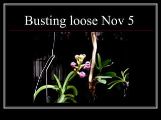 Busting loose Nov 5 