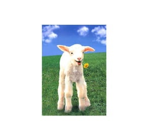 Butcher's vocabulary