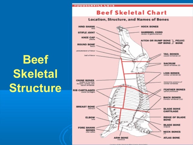 Beef Skeletal Chart