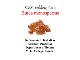 GUM Yielding Plant
Butea monosperma
Dr. Vasanta I. Kahalkar
Assistant Professor
Department of Botany
M. G. College, Armori
 