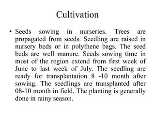 Cultivation
• Seeds sowing in nurseries. Trees are
propagated from seeds. Seedling are raised in
nursery beds or in polythene bags. The seed
beds are well manure. Seeds sowing time in
most of the region extend from first week of
June to last week of July. The seedling are
ready for transplantation 8 -10 month after
sowing. The seedlings are transplanted after
08-10 month in field. The planting is generally
done in rainy season.
 