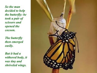So the man decided to help the butterfly: he took a pair of scissors and opened the cocoon. The butterfly then emerged easily. But it had a withered body, it was tiny and shriveled wings. 