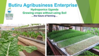 Butiru Agribusiness Enterprise
Hydroponics Uganda
Growing crops without using Soil
…the future of farming…
 