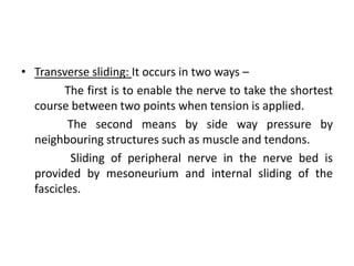 • Transverse sliding: It occurs in two ways –
The first is to enable the nerve to take the shortest
course between two points when tension is applied.
The second means by side way pressure by
neighbouring structures such as muscle and tendons.
Sliding of peripheral nerve in the nerve bed is
provided by mesoneurium and internal sliding of the
fascicles.

 