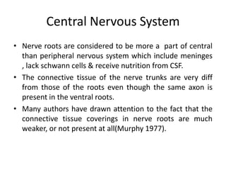 Central Nervous System
• Nerve roots are considered to be more a part of central
than peripheral nervous system which include meninges
, lack schwann cells & receive nutrition from CSF.
• The connective tissue of the nerve trunks are very diff
from those of the roots even though the same axon is
present in the ventral roots.
• Many authors have drawn attention to the fact that the
connective tissue coverings in nerve roots are much
weaker, or not present at all(Murphy 1977).

 