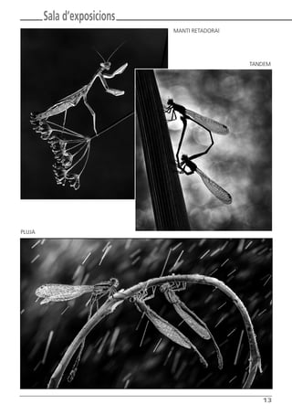 13
Sala d’exposicions
MANTI RETADORAl
PLUJA
TANDEM
Butlletí Maig-Juny 15:Butlletí Novem_Desem 08 16/06/2015 12:05 Página 13
 