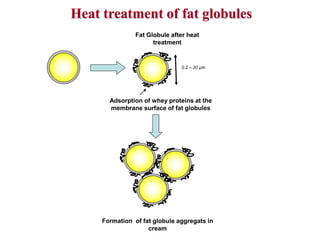 Fat Globule after heat
treatment
Adsorption of whey proteins at the
membrane surface of fat globules
0.2 – 20 µm
Formation of fat globule aggregats in
cream
Heat treatment of fat globules
 