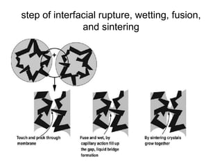 step of interfacial rupture, wetting, fusion,
and sintering
 