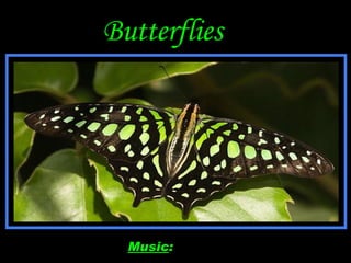 Butterflies Music :   Butterfly 