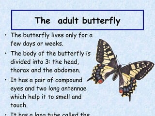 The  adult butterfly The butterfly lives only for a few days or weeks.   The body of the butterfly is divided into 3: the head, thorax and the abdomen. It has a pair of compound eyes and two long antennae which help it to smell and touch. It has a long tube called the proboscis for sipping nectar. 