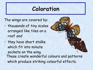 Coloration The wings are covered by: thousands of tiny scales arranged like tiles on a roof  and they have short stalks which fit into minute sockets on the wing. These create wonderful colours and patterns  which produce striking colourful effects. 