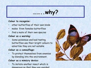 …… ..why? Colour to recognise: other butterflies of their own kinds males  from females butterflies find a mate of their own species Colour as a warning: Some poisonous and bad-tasting butterflies use their bright colours to advertise they are not eatable Colour as a camouflage: To protect themselves from enemies by blending into the environment. Colour as a mimicry device: To imitate another insect which is dangerous so that they are avoided by their enemies 