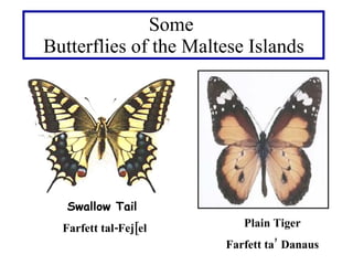 Some  Butterflies of the Maltese Islands Swallow Tail  Farfett tal-Fej[el Plain Tiger Farfett ta’ Danaus 