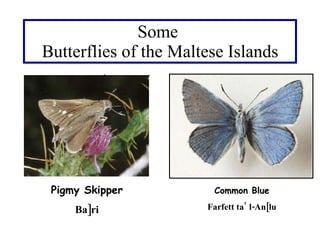 Some  Butterflies of the Maltese Islands Pigmy Skipper Ba]ri Common Blue Farfett ta’ l-An[lu 