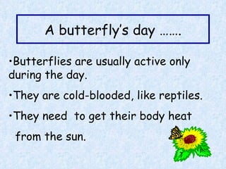 A butterfly’s day ……. Butterflies are usually active only during the day. They are cold-blooded, like reptiles. They need  to get their body heat from the sun. 