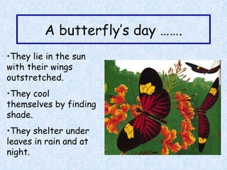 A butterfly’s day ……. They lie in the sun with their wings outstretched. They cool themselves by finding shade. They shelter under leaves in rain and at night. 