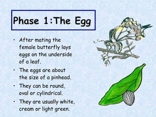 Phase 1:The Egg After mating the female butterfly lays eggs on the underside of a leaf.   The eggs are about the size of a pinhead. They can be round, oval or cylindrical. They are usually white, cream or light green. 