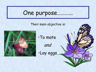 One purpose………… Their main objective is: To mate  and Lay eggs 
