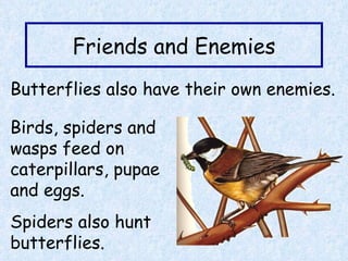 Friends and Enemies Birds, spiders and wasps feed on caterpillars, pupae and eggs. Spiders also hunt butterflies. Butterflies also have their own enemies. 