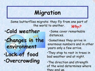 Migration They stop to rest in trees in bad weather and at night. The direction and strength of the wind determines where they end up. Some butterflies migrate: they fly from one part of the world to another. Why? Lack of food Overcrowding Some cover remarkable distances. Sometimes they arrive in enormous numbers and in other years only a few arrive. Cold weather Changes in the environment 