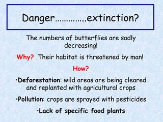 Danger…………..extinction? The numbers of butterflies are sadly decreasing! Why?   Their habitat is threatened by man!  How? Deforestation : wild areas are being cleared and replanted with agricultural crops Pollution : crops are sprayed with pesticides Lack of specific food plants 