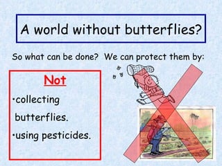 A world without butterflies? So what can be done?  We can protect them by: Not collecting butterflies. using pesticides. 