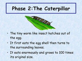 Phase 2:The Caterpillar The tiny worm like insect hatches out of the egg. It first eats the egg shell then turns to the surrounding leaves. It eats enormously and grows to 100 times its original size. 