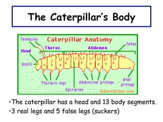 The caterpillar has a head and 13 body segments. 3 real legs and 5 false legs (suckers) The Caterpillar’s Body 