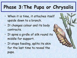 Phase 3:The Pupa or Chrysalis When it is time, it attaches itself upside down to a branch.   It changes colour and its body contracts. It spins a girdle of silk round its middle for support. It stops feeding, splits its skin for the last time to reveal the pupa. 