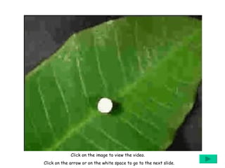 Click on the image to view the video.  Click on the arrow or on the white space to go to the next slide. 