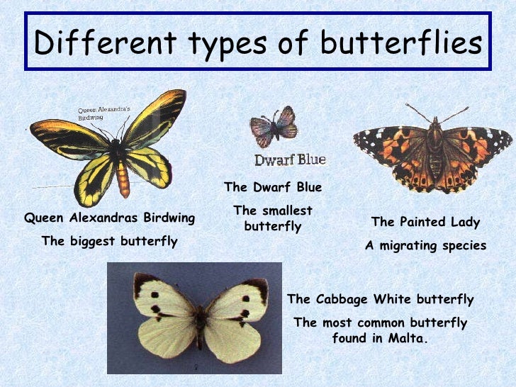 Names Of Different Types Of Individual By African | names of different types of individual by african butterflies Names Of Different Types Of Individual By African | names of different types of individual by african butterflies