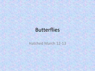 Butterflies Hatched March 12-13 