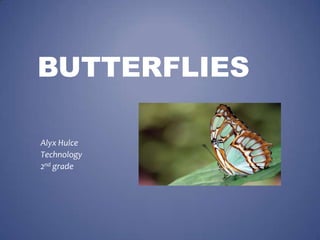 BUTTERFLIES AlyxHulce Technology  2nd grade  