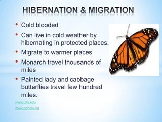 •   Cold blooded
•   Can live in cold weather by
    hibernating in protected places.
•   Migrate to warmer places
•   Monarch travel thousands of
    miles
•   Painted lady and cabbage
    butterflies travel few hundred
    miles.
www.uky.edu
www.google.ca
 
