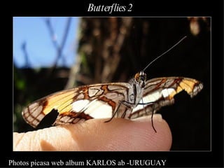 Photos picasa web album KARLOS ab -URUGUAY Butterflies 2 