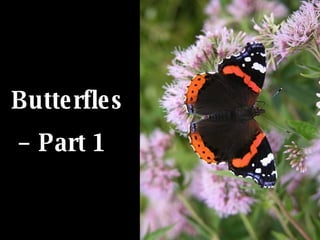 Butterfles –  Part 1 