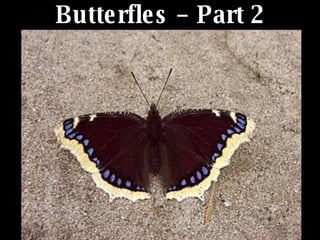 Butterfles – Part 2 