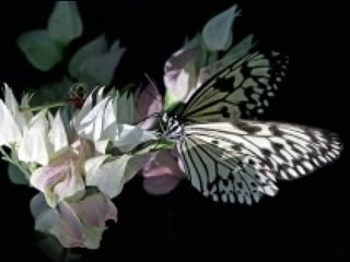 Butterflies - Part 2