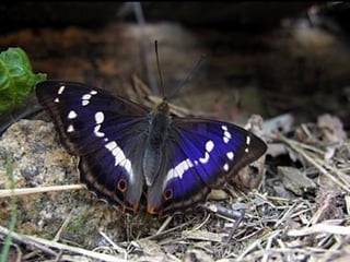Butterflies - Part 2