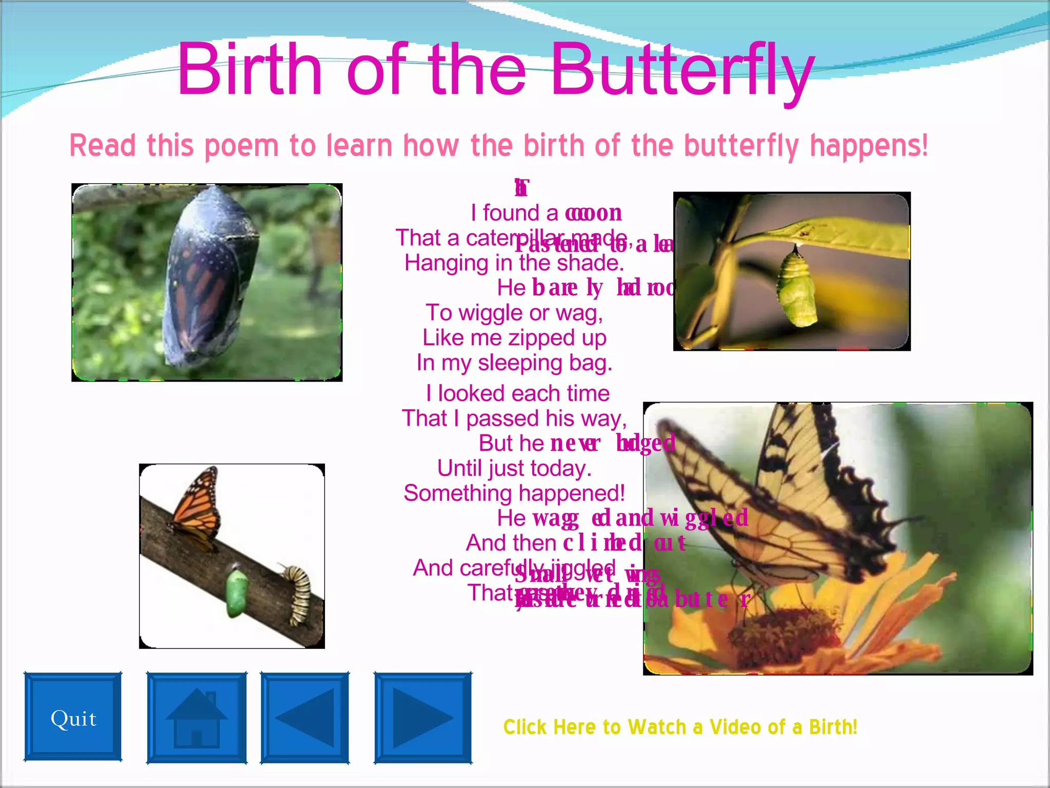 Birth of the Butterfly Read this poem to learn how the birth of the butterfly happens!   The Cocoon I found a  cocoon That a caterpillar made, Fastened to a leaf Hanging in the shade. He  barely had room To wiggle or wag, Like me zipped up In my sleeping bag. I looked each time That I passed his way, But he  never budged Until just today. Something happened! He  wagged and wiggled And then  climbed out And carefully jiggled Small wet wings That  grew  as  they dried . He'd turned to a butterfly Inside!  Click Here to Watch a Video of a Birth! Quit 