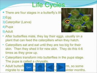 Life Cycles There are four stages in a butterfly’s life cycle. Egg Caterpillar (Larva) Pupa Adult After butterflies mate, they lay their eggs, usually on a plant that can feed the caterpillars when they hatch.  Caterpillars eat and eat until they are too big for their skin.  Then they shed it for new skin.  They do this 4-6 times as they grow up. Caterpillars transform into butterflies in the pupa stage.  The pupa is called a chrysalis. Adult butterflies do best when they are warm, so some migrate to warmer places during the cold winter months. Quit 