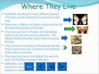Where They Live  Butterflies are found in many different places!  The kinds would change from one place to the next. Some live in Alpine and Arctic areas such as the Phoebus Parnassian at the right. They can also live in Prairies and Savannas where it can be very wet to rather dry.  The Regal Fritillary butterfly (right) lives in an area like this. They can live in Forests or Woodlands as well.  These areas have lots of shade and California Sisters like to live here. They can even live in the Desert! It’s very dry here, but the Blue Coppers still like it. Butterflies can also live in Tropical Rainforests where it is warmer or Tropical Mountain Forests where it is cooler and higher altitudes. Quit 