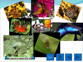 Click above to watch this video! Quit 