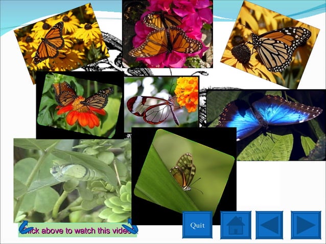 Butterflies Interactive Powerpoint | PPT