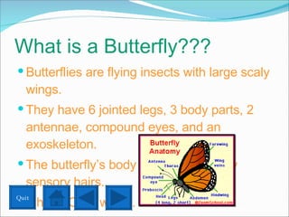 Butterflies Interactive Powerpoint | PPT