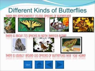 Different Kinds of Butterflies Quit 