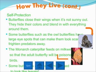 Butterflies close their wings when it’s not sunny out.  They hide their colors and blend in with everything around them. Some butterflies such as the owl butterflies have large eye spots that can make them look scary to frighten predators away. The Monarch caterpillar feeds on milkweed so that the adult butterfly will be poisonous to  birds. Some butterflies are even camouflaged  to look like leaves! Self-Protection Quit 