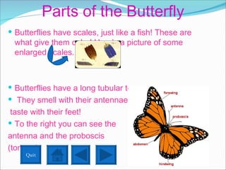 Parts of the Butterfly Butterflies have scales, just like a fish! These are what give them color! Here’s a picture of some enlarged scales.  Butterflies have a long tubular tongue. They smell with their antennae and taste with their feet!  To the right you can see the  antenna and the proboscis  (tongue). Quit 