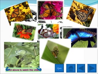Butterflies Interactive Powerpoint | PPT