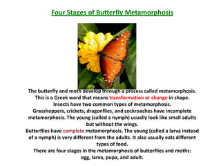 Four Stages of Butterfly Metamorphosis




 The butterfly and moth develop through a process called metamorphosis.
    This is a Greek word that means transformation or change in shape.
             Insects have two common types of metamorphosis.
   Grasshoppers, crickets, dragonflies, and cockroaches have incomplete
 metamorphosis. The young (called a nymph) usually look like small adults
                           but without the wings.
Butterflies have complete metamorphosis. The young (called a larva instead
 of a nymph) is very different from the adults. It also usually eats different
                                types of food.
   There are four stages in the metamorphosis of butterflies and moths:
                         egg, larva, pupa, and adult.
 